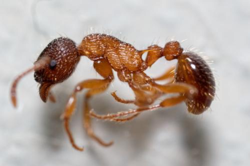 Réf. 181 054 : Myrmica sp.